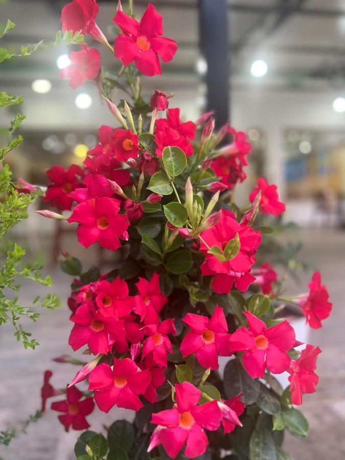 Sangiovanni เชิงยิน ภายนอก รูปภาพ